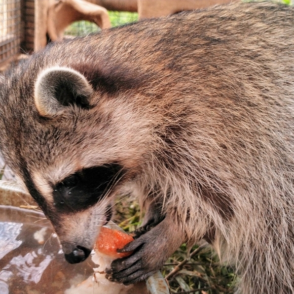 Meet your Posher, Vikki - Picture 8 of 12